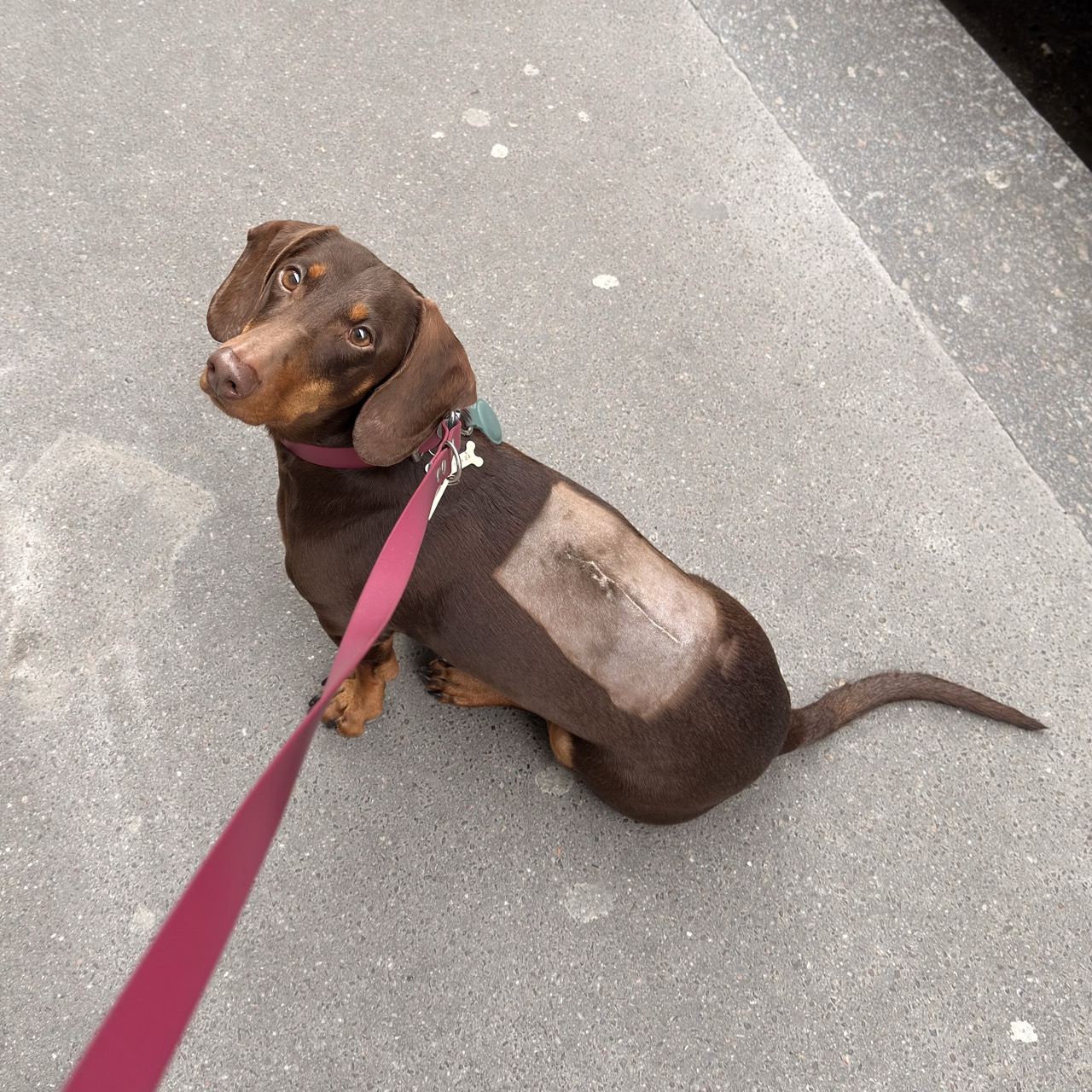 Barney, Teckel Standard, le chien qui a inspiré Petivet